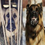 خبرگزاری تسنیم پیشنهاد داد : امکان صادرات سگ‌های بی‌سرپرست به چین و کره‌جنوبی !
