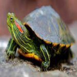 کشف محموله لاکپشت گوش قرمز در ماکو!!!
