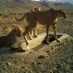 یکی از ۳ توله یوزپلنگ ایرانی ، تلف شد