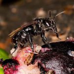 مشاهده زنبورهای گوشتخوار در کاستاریکا