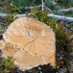 قطع درختان منطقه بند ارومیه با مجوز دادستانی انجام گرفته است / قطع درختان به صورت قانونی برای لایروبی و پاکسازی منطقه جهت جلوگیری از بروز سیلاب‌ها انجام گرفته است.