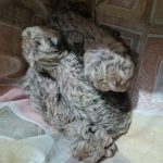 سازمان نجات حیوانات درباره توله یوز‌های «ایران» : شیردهی به توله‌ها به صورت وارونه باعث ورود شیر به ریه‌ها و مرگ یکی از آن‌ها شد گرفتن بوی انسان علت نپذیرفتن فرزندان توسط مادر است